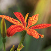 10 FRECKLEFACE BLACKBERRY LILY (Leopard Lily) Belamcanda Chinensis Iris Domestica Flower Seeds