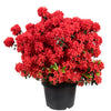 10 RED CUMBERLAND AZALEA Rhododendron Cumberlandense Bush Shrub Flower Seeds