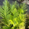 5 BAMBOO PALM Chamaedorea Seifrizii Reed or Parlor Palm Tree Sun Shade Houseplant Seeds