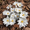 10 White BLOODROOT Sanguinaria Canadensis Shade Ground Cover Flower Seeds