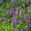 100 HAIRY CROWN VETCH (Russian Vetch) Vicia Villosa Flower Vine Seeds