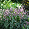 25 Dwarf Purple CHINESE FOUNTAIN GRASS Pennisetum Alopecuroides Hardy Ornamental Seeds