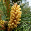 10 RED Japanese PINE TREE Korean Pinus Densiflora Evergreen Seeds