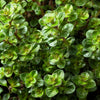 Mother of Thyme Seeds –