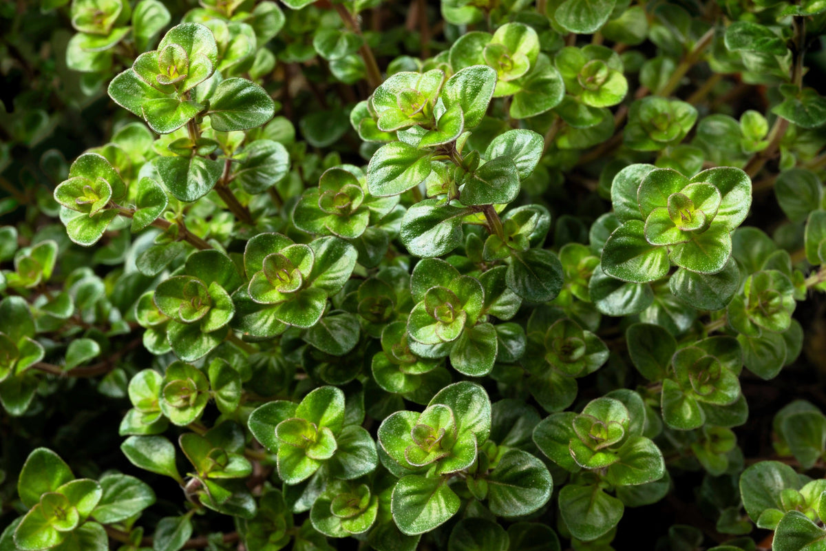 Mother of Thyme Seeds –
