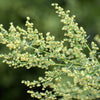 1000 Artemisia Annua Seeds – Sweet Annie Fragrant Herb