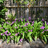 50 Hardy CHINESE GROUND ORCHID Bletilla Striata Purple Flower Seeds