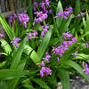 50 Hardy CHINESE GROUND ORCHID Bletilla Striata Purple Flower Seeds