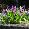50 Hardy CHINESE GROUND ORCHID Bletilla Striata Purple Flower Seeds