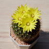 50 CACTUS MIX 'Finest Mixed' Succulent Flower Plant Seeds