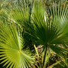 30 CALIFORNIA FAN PALM Tree Petticoat Arizona Desert Washingtonia Filifera Seeds