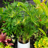 50 UMBRELLA PLANT CYPERUS Alternifolius Papyrus Grass Umbrella Palm Flower Seeds