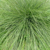 200 PRAIRIE DROPSEED Ornamental Native Grass Sporobolus Heterolepis Seeds
