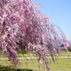 10 WEEPING HIGAN CHERRY Tree Japanese Prunus Subhirtella Pendula Pink Flower Seeds