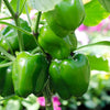 200 Sweet Green CALIFORNIA WONDER Bell PEPPER Capsicum Annuum Vegetable Seeds