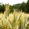 300 Wrens Abruzzi WINTER RYE Secale Cereale Grain Cover Crop Seeds