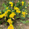 Yellow Prickly Pear Cactus Seeds – Nopal Opuntia Ficus-Indica Flower – photo 2