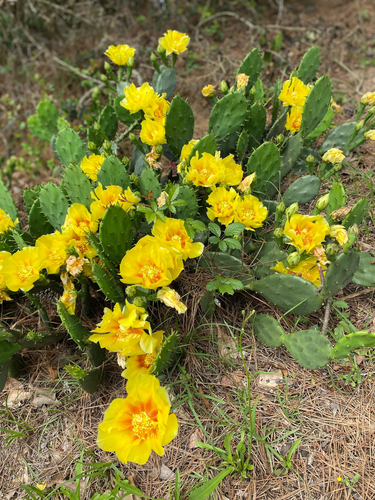 Yellow Prickly Pear Cactus Seeds – Nopal Opuntia Ficus-Indica Flower – photo 2