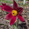 10 RED ANEMONE Pulsatilla Vulgaris PASQUE Flower Seeds