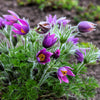 25 VIOLET ANEMONE Pulsatilla Vulgaris Purple PASQUE Flower Seeds