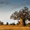 1000 BULK African BAOBAB TREE Adansonia Digitata Monkey Bread Judas Fruit Seeds