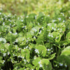 100 MINER'S LETTUCE Winter Purslane Spinach Claytonia Perfoliata Vegetable Seeds