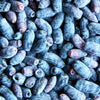 30 HONEYBERRY Blue Honeysuckle Lonicera Caerulea Edible Fruit Shrub Seeds