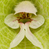 150 BELLS OF IRELAND ( Lady In The Bathtub / Shell Flower ) Moluccella Laevis Green Flower Seeds