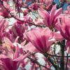 5 SAUCER MAGNOLIA x Soulangeana Denudata & Liliiflora 5 - 10" Pink & White Flower Tulip Tree Seeds