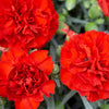 50 SCARLET RED CARNATION Dianthus Caryophyllus Grenadin Double Flower Seeds