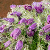 25 VIOLET ANEMONE Pulsatilla Vulgaris Purple PASQUE Flower Seeds