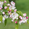 30 Sargent CRAB APPLE Shrub Hummingbird Flower White Red Malus Sargentii Seeds