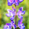 100 ARROYO LUPINE (Hollowleaf Lupine / Succulent Lupine) Lupinus Succulentus Flower Seeds