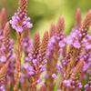 1000 Pink VERVAIN Verbena Hastata Rosea Flower Seeds