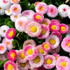 100 MIXED Colors ENGLISH DAISY Bellis Perennis Flower Seeds
