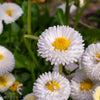 500 Dwarf WHITE ENGLISH DAISY Bellis Perennis Flower Seeds