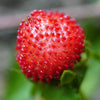50 Edible Red MOCK STRAWBERRY Potentilla Indica Duchesnea Fruit Berry Seeds