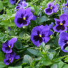 50 DEEP BLUE Blotch PANSY Swiss Giant Viola Wittrockiana Ullswater Flower Seeds