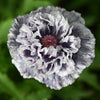 50 Organic AMAZING GREY POPPY Papaver Rhoeas Silvery Gray Flower Seeds