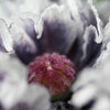 50 Organic AMAZING GREY POPPY Papaver Rhoeas Silvery Gray Flower Seeds