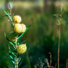 10 SWAN MILKWEED Hairy Balls Butterfly Weed Asclepias Gomphocarpus Fruticosus Monarch Flower Seeds
