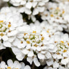White Empress Candytuft Seeds – Iberis Amara Groundcover Flower – photo 2
