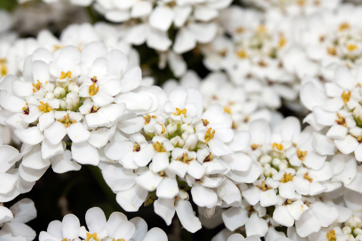 White Empress Candytuft Seeds – Iberis Amara Groundcover Flower – photo 2