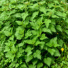 200 STINGING NETTLE Urtica Dioica (aka Common, California, or Bull Nettle / Tread Softly) Flower Seeds