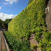 Boston Ivy Seeds – ( Bostonian Ivy / Wall Ivy ) Parthenocissus Tricuspidata Veitchii Vine Flower – photo 14