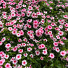 100 DWARF Little MIX PERIWINKLE / Vinca Rosea Flower Seeds