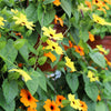 25 MIXED THUNBERGIA Alata VINE Black Eyed Susan Orange White Yellow Flower Seeds