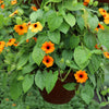 25 MIXED THUNBERGIA Alata VINE Black Eyed Susan Orange White Yellow Flower Seeds