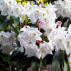 50 FORTUNE RHODODENDRON Fortunei Shrub Rose Pink Mauve White Flower Seeds