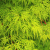 10 Upright GREEN LACELEAF MAPLE Japanese Seiryu Acer Palmatum Dissectum Viridis Tree Seeds